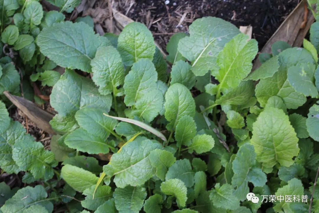 植物幼苗的发展过程详细,植物的幼苗在生长过程中