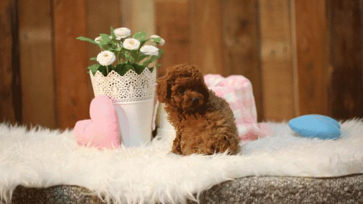 5种宠物店不推荐的狗便宜又好养,这3种狗很可怕有钱都不建议养