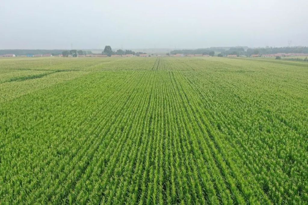 保护黑土地端牢中国饭碗,中央对东北黑土的政策