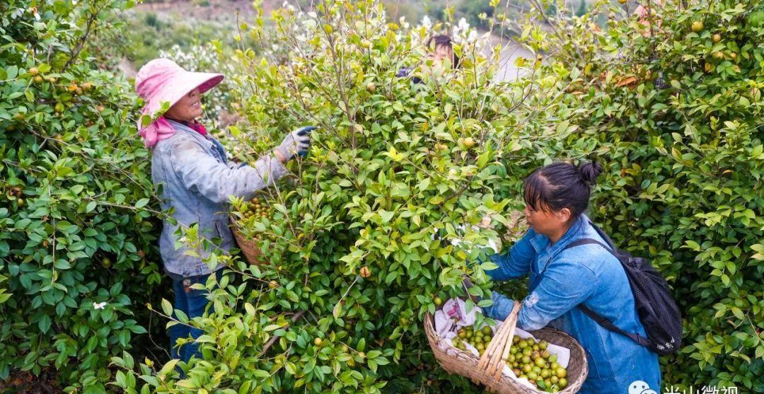 美丽的光山美景,光山县万亩油茶