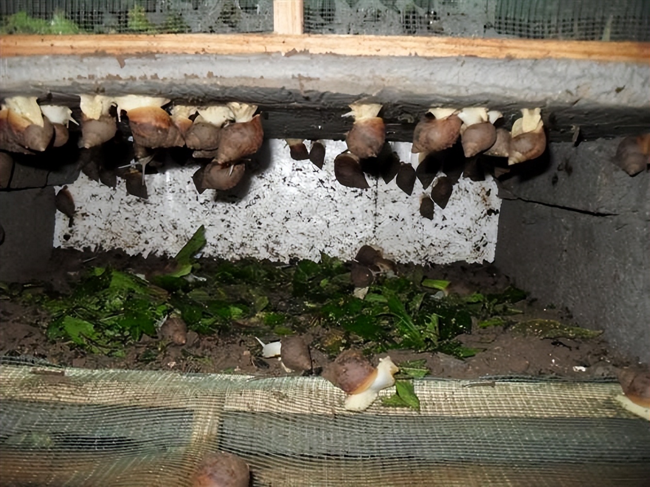 蜗牛可以做花肥吗,蜗牛做美容产品