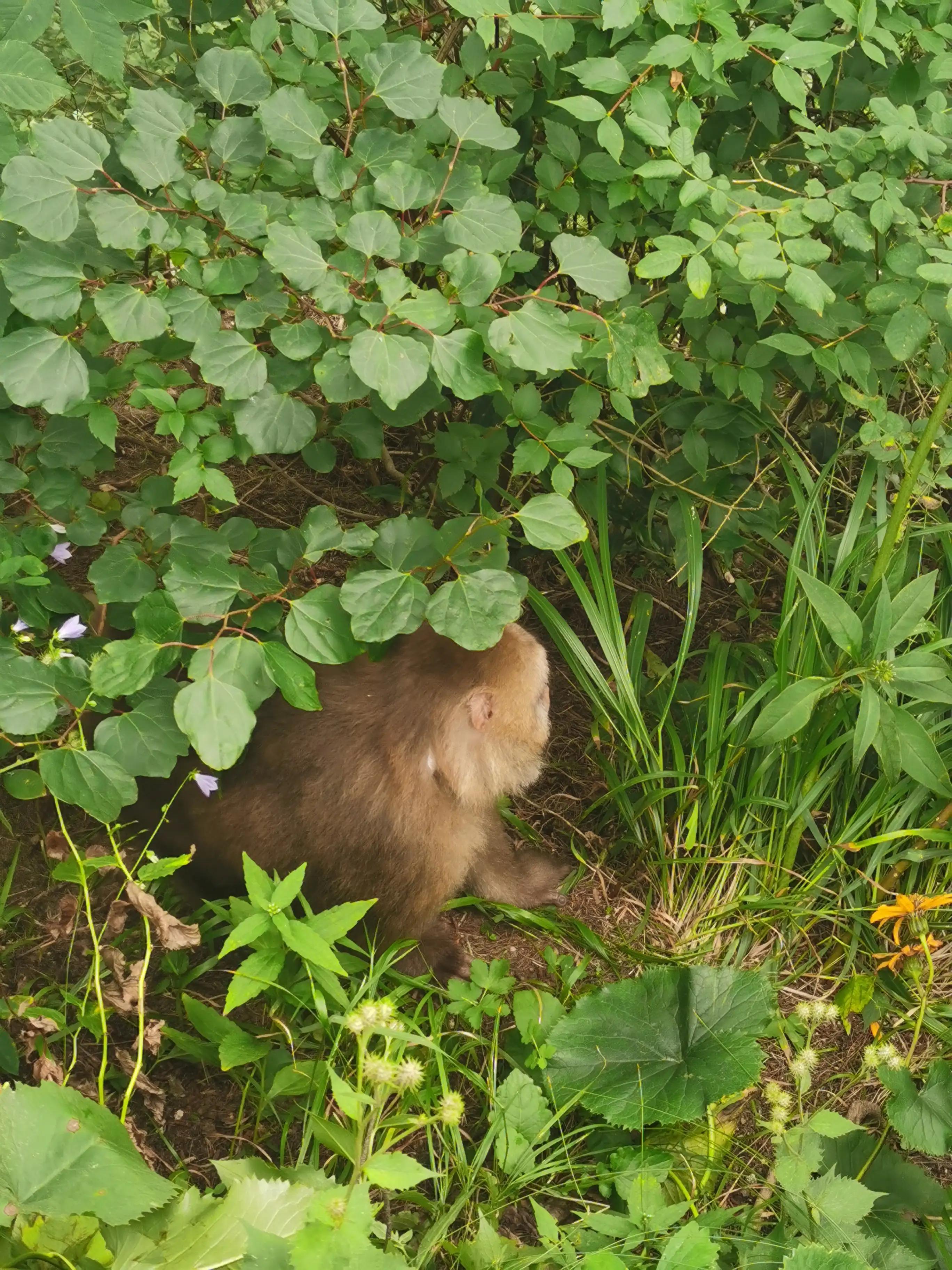 恐高的人能爬黄山吗,恐高的人可以去黄山旅游吗