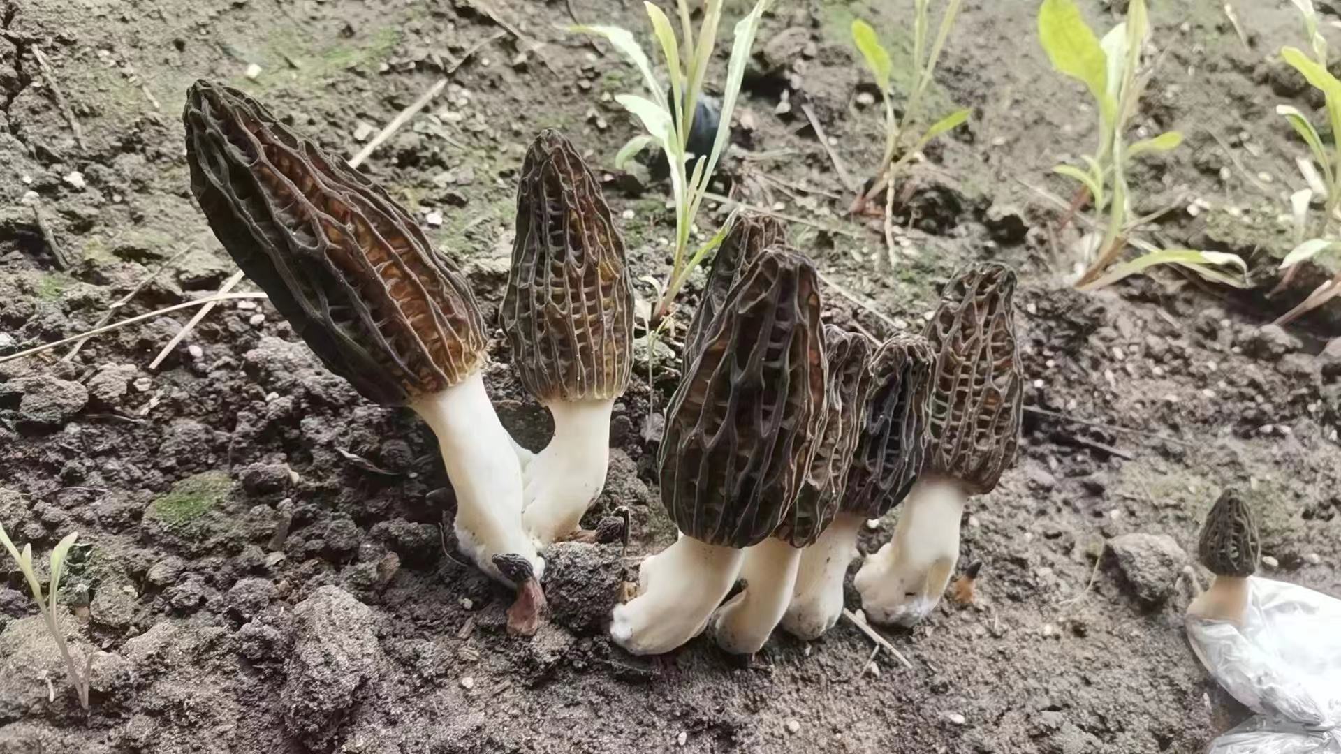 通榆县乡村振兴六大工程,村集体收入超百万