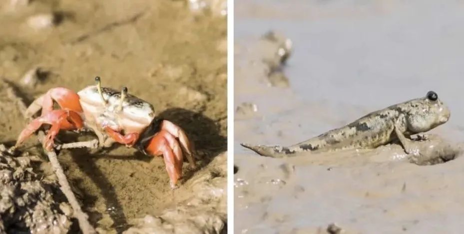 当红树林向北挺进1°