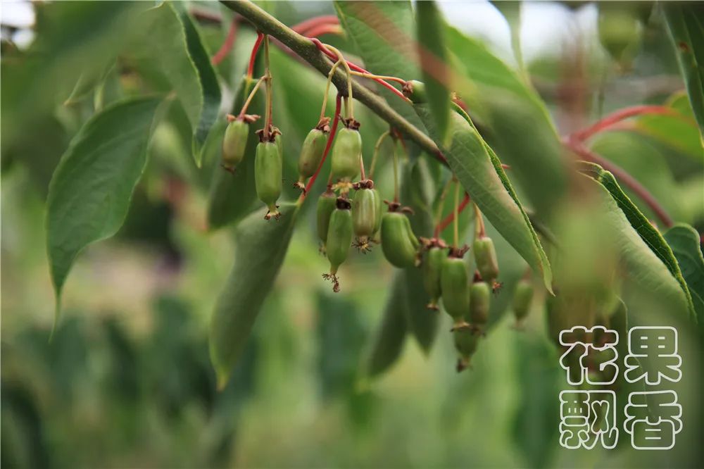 北方百果园种植种类,百果园水果品种介绍