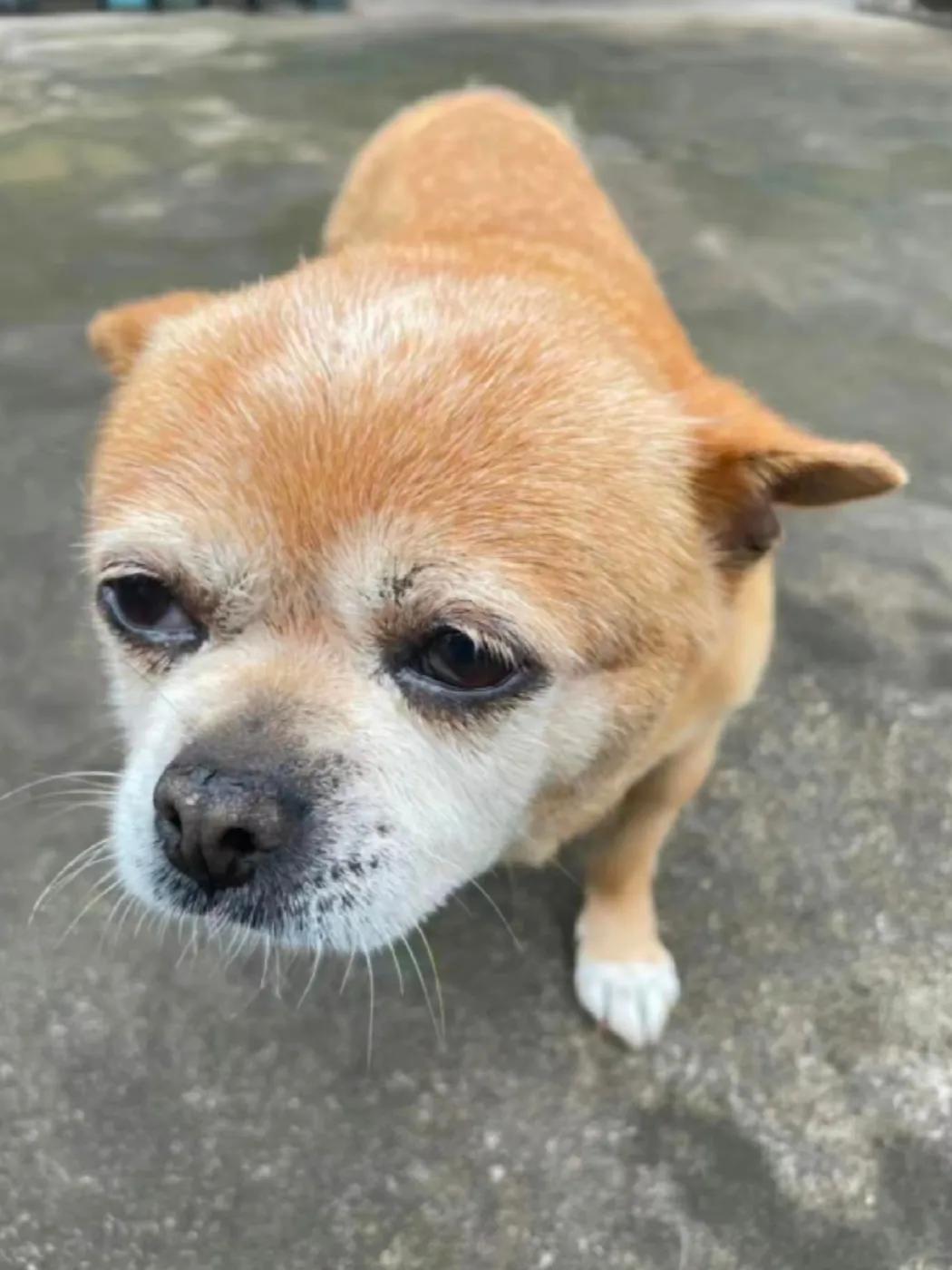 老年犬离不了的常用药，大部分老狗用得上！