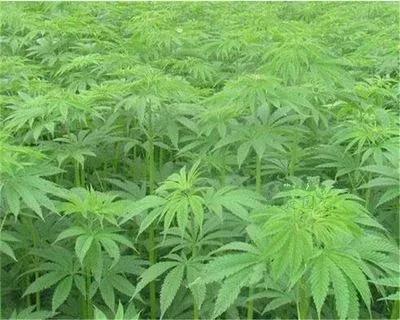 麻籽是五谷之一吗,麻子是不是主食