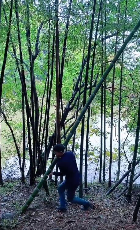 网红帅农鸟哥视频,黑马帅农鸟哥是如何走红的