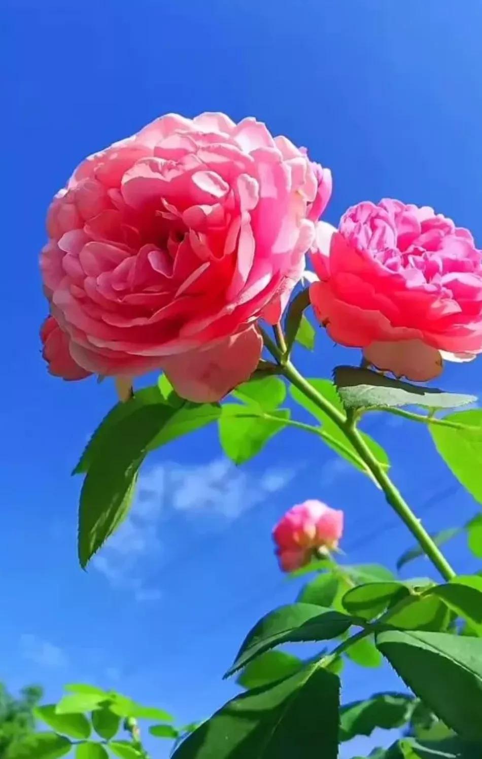 现实的社会很残酷没有钱就没有路,现实生活很残酷没钱没房