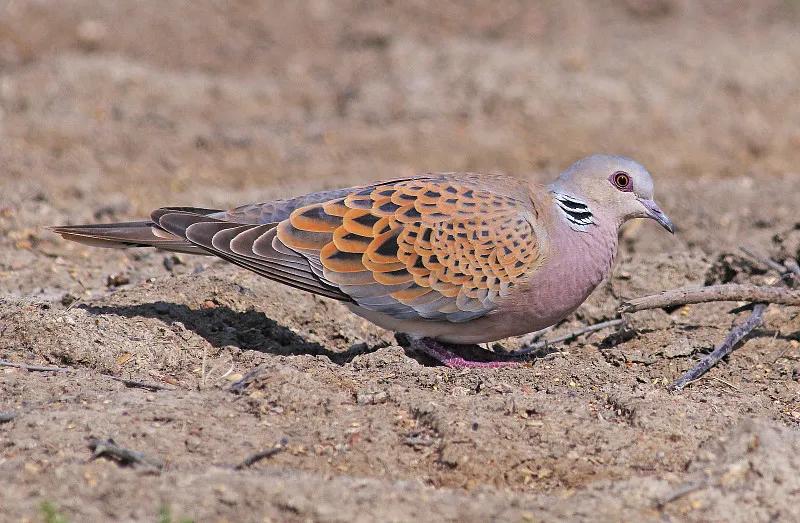 什么宠物对纯素食者最好,好养且可以食用的宠物有哪些