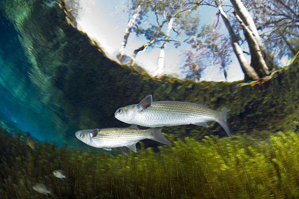 春季钓鱼水底有暗草怎么处理,夏季底下全是暗草怎么钓鱼
