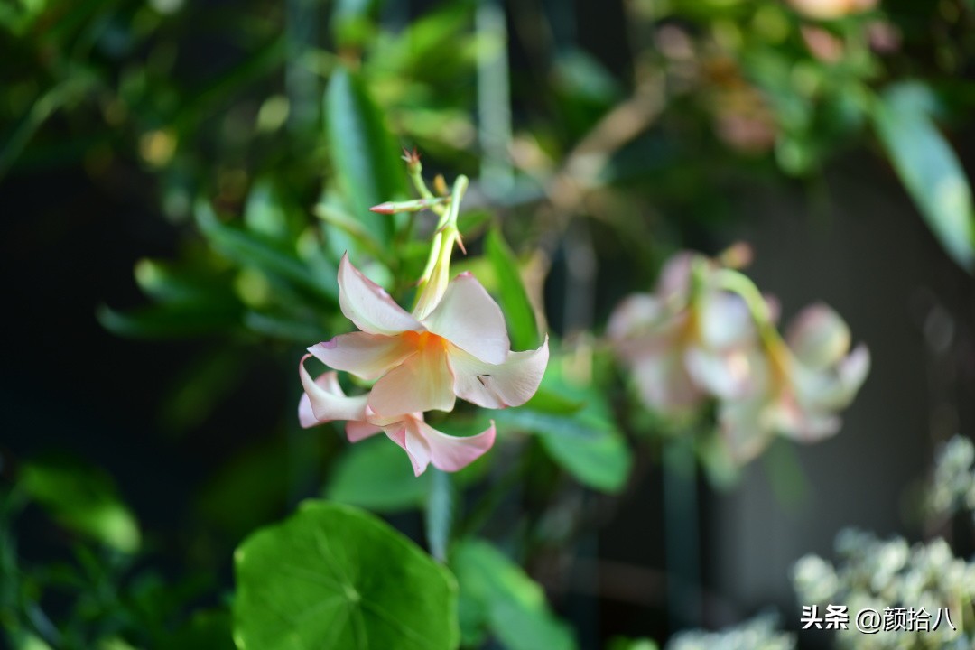 天冷怎么注意植物冻死,植物怕冷怎么过冬