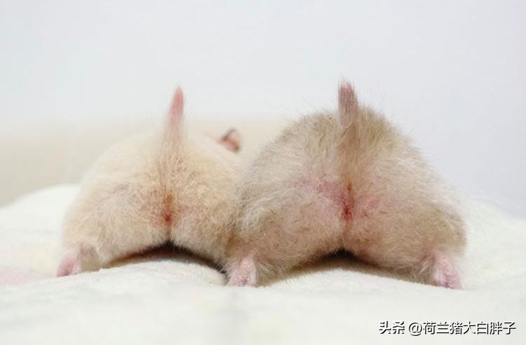 仓鼠磨牙石是用什么做的,仓鼠磨牙石怎么选