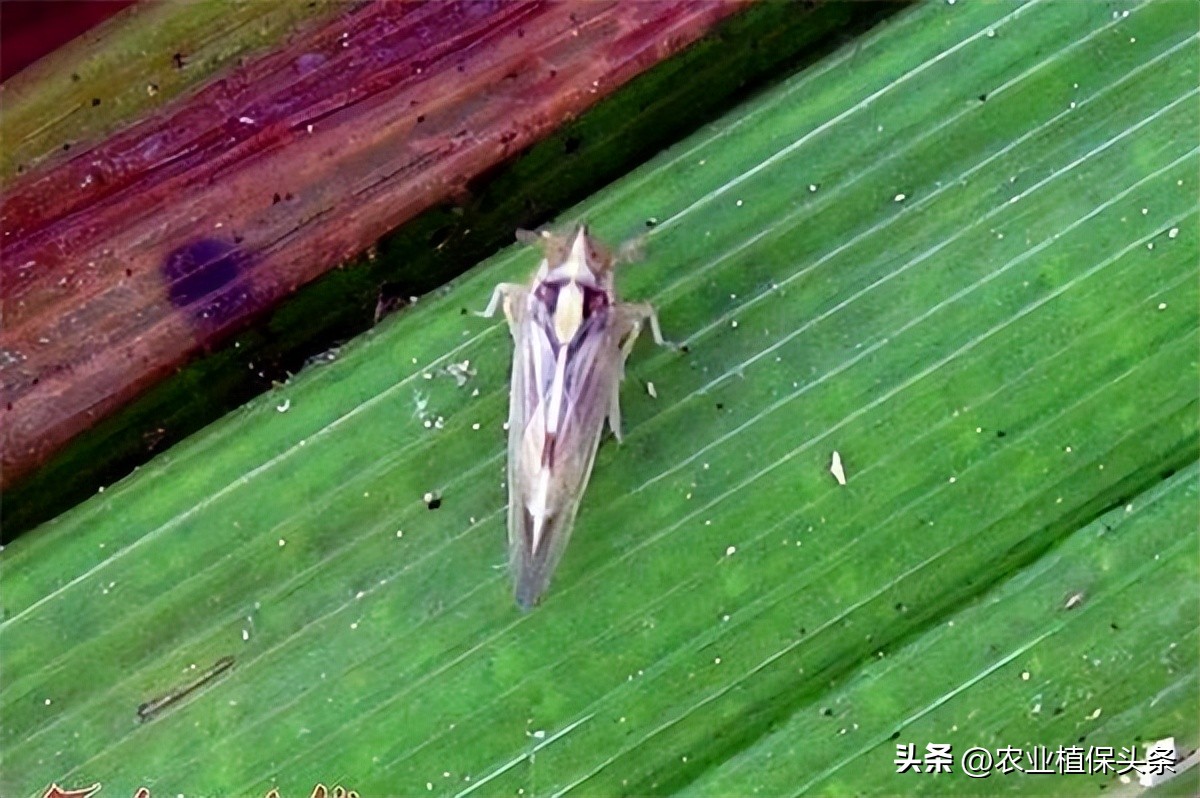 昆虫和害虫种类,昆虫和害虫的分类