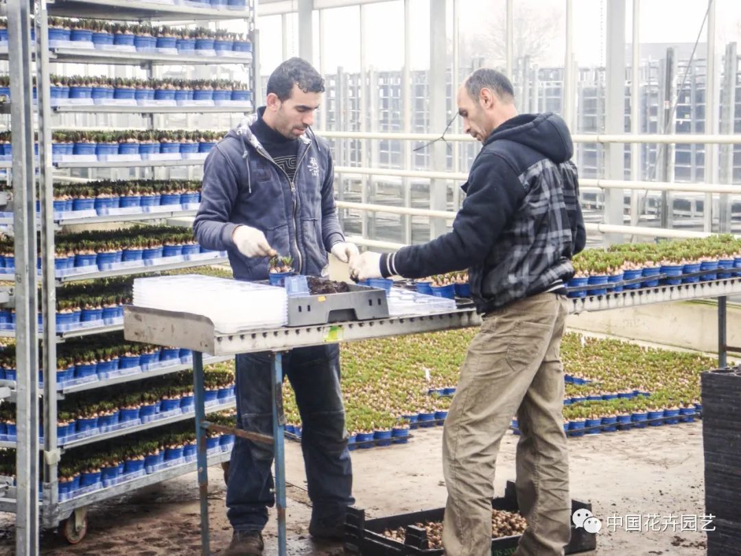 种球花卉进口生意怎么样,郁金香种球进口商