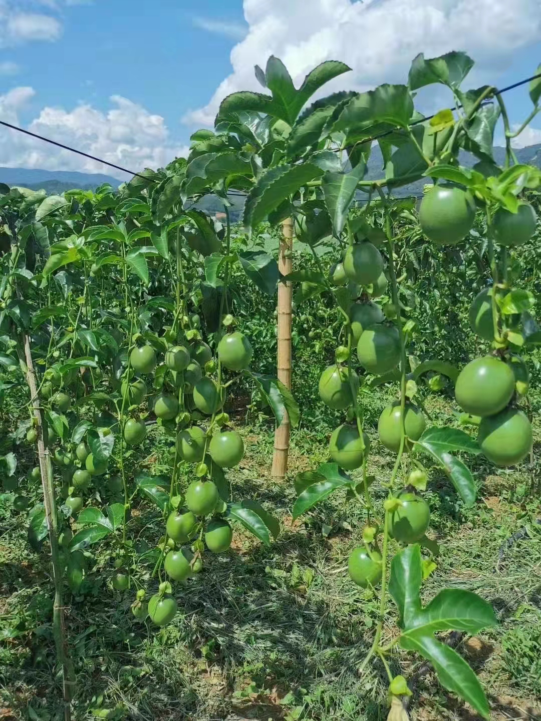 百香果哪个品种最高产,黄金百香果种植如何管理才能高产