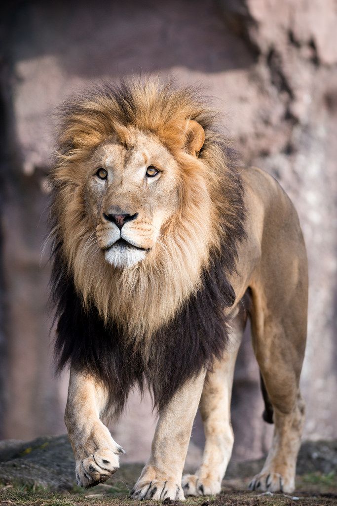 比特犬vs狮子，当犬科一哥遇到猫科老大，谁会笑到最后呢？