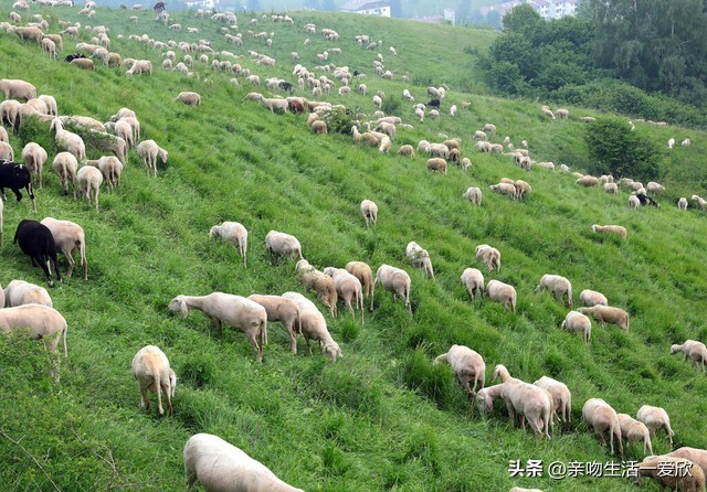 晚上睡不着数羊要数出声音吗,睡不着的时候数羊有什么用