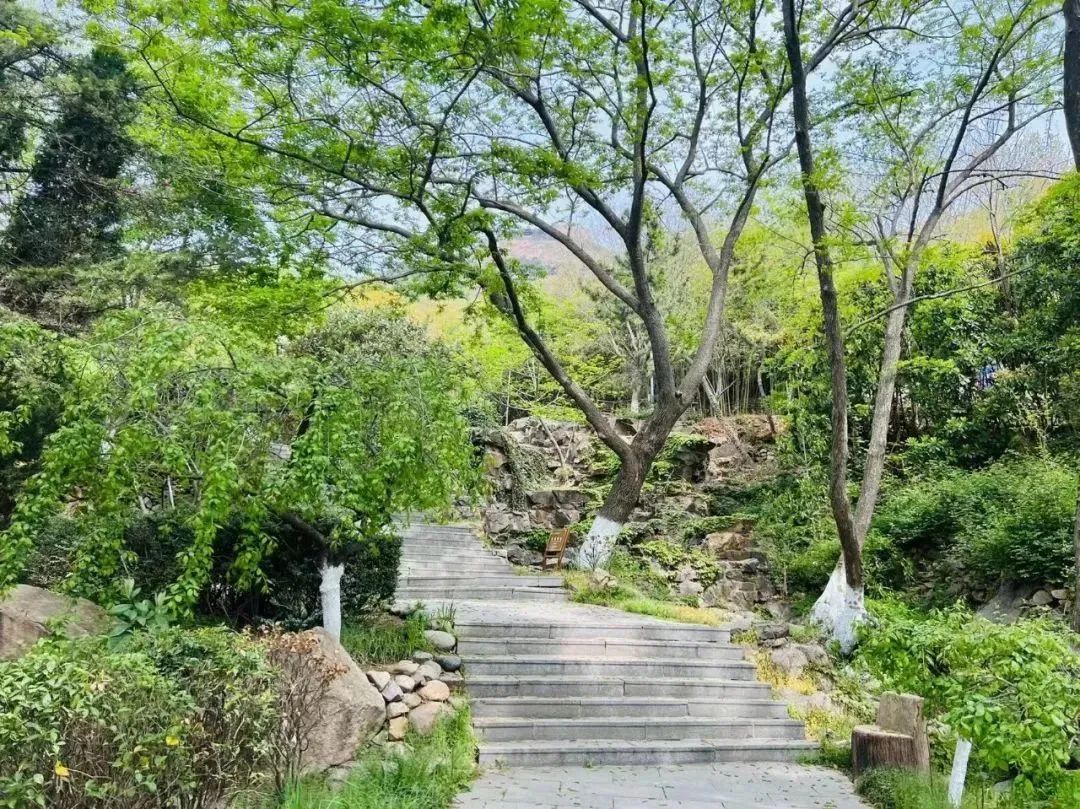 错峰出游黄山观云海,错峰出游的风景