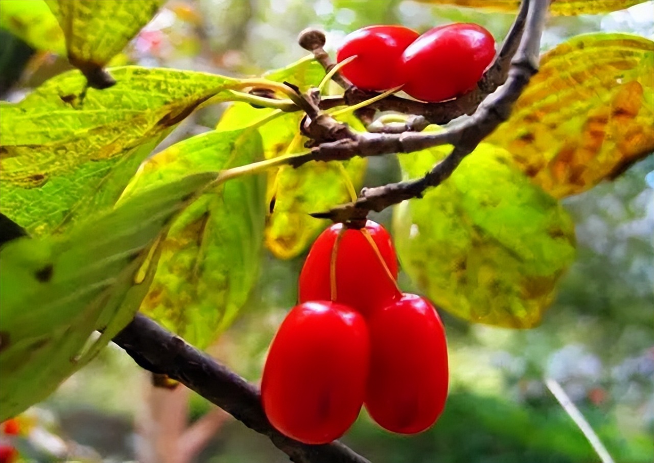 几十年前山里野生的野果,山上长得像枣的野果