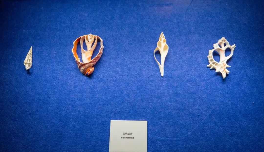 打卡山东博物馆和大明湖,山东博物馆打卡攻略