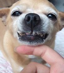 狗狗有口臭这几点轻松解决,狗狗口臭怎么办最快解决方法