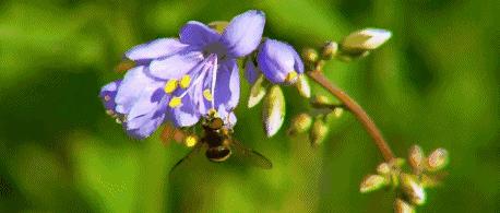 全球仅剩三只的中国神兽,全球只有三只的神兽