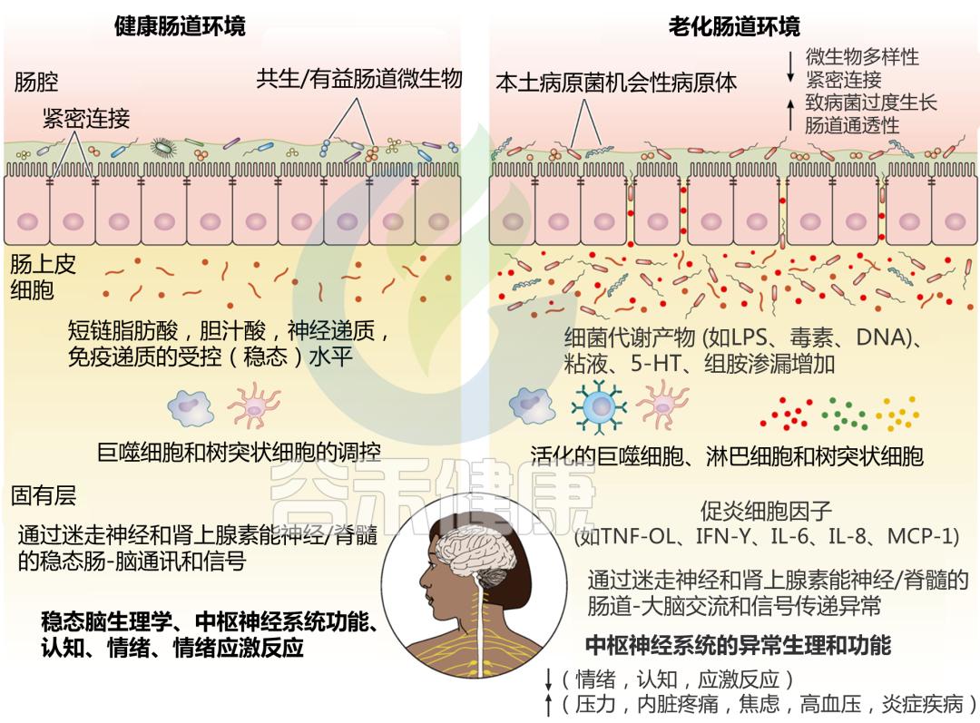 肠道菌群和抑郁精神疾病的关系,肠道菌群与抑郁症及自闭症