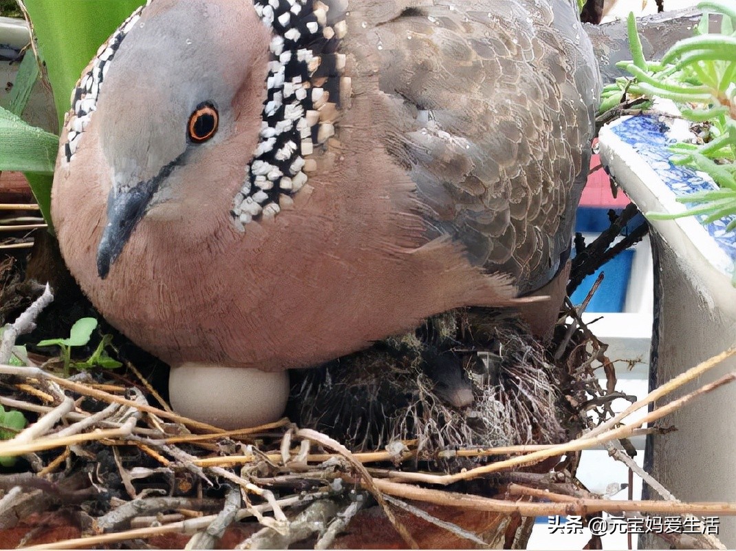 鸟窝下雨不会淋雨吗,鸟窝不能遮风挡雨为啥鸟还要搭