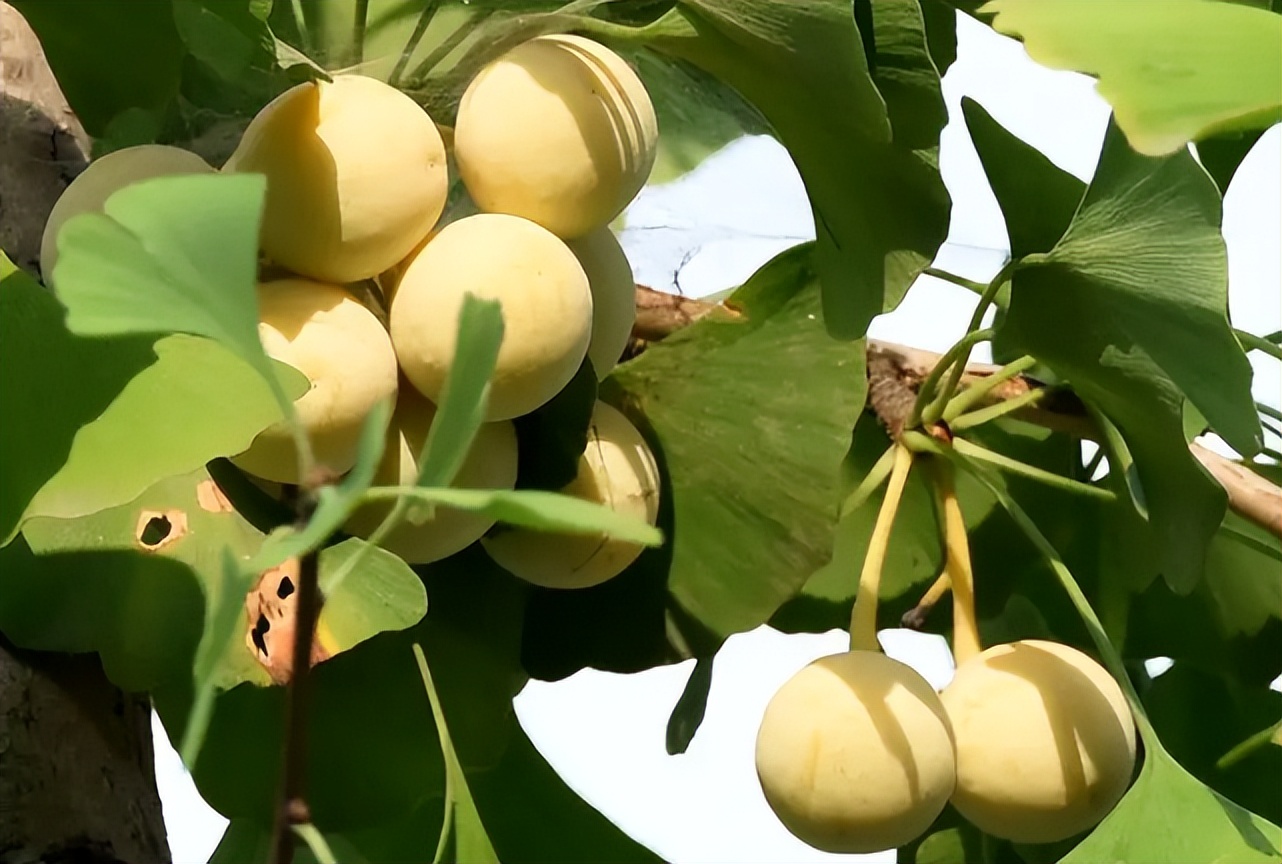 银杏树果是白果吗,银杏树是白果吗