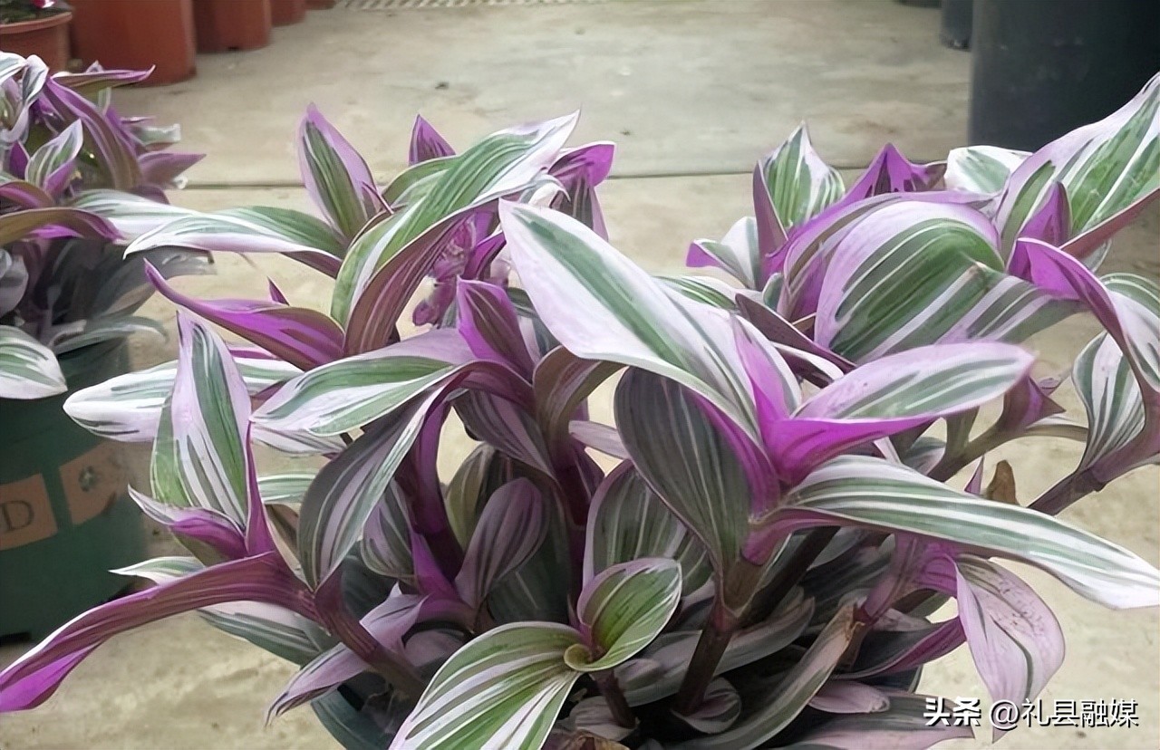 吊兰的品种与名称图片欣赏及介绍,吊兰有几种品种图片及名称介绍