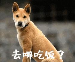 小狗狗粮哪个牌子好,低脂狗粮哪个牌子最好