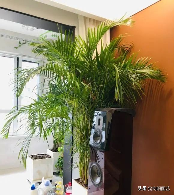 室外阳台观叶植物,阳台盆栽观叶植物