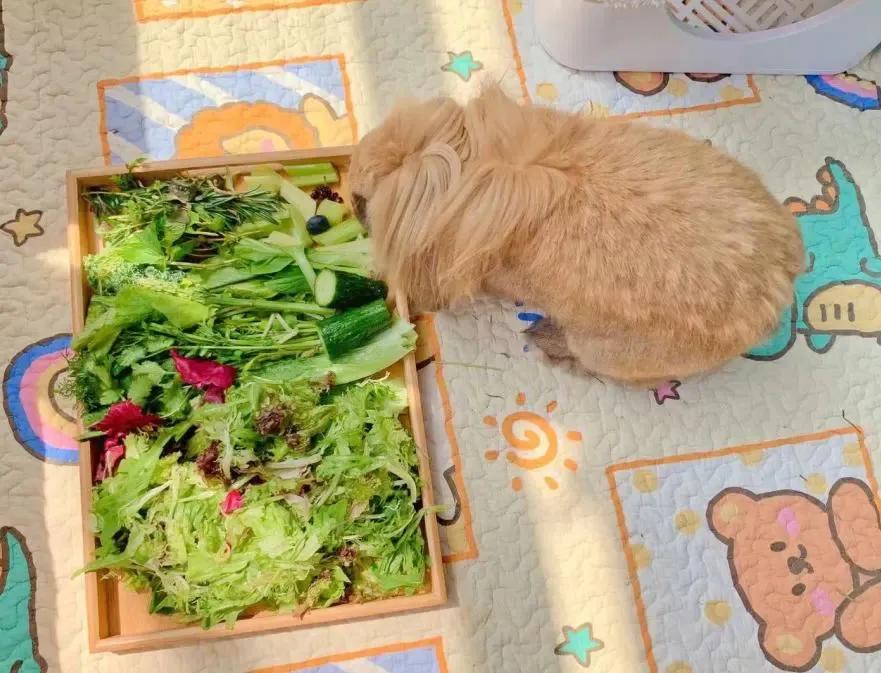 新手养兔指南小说,新手养兔指南免费