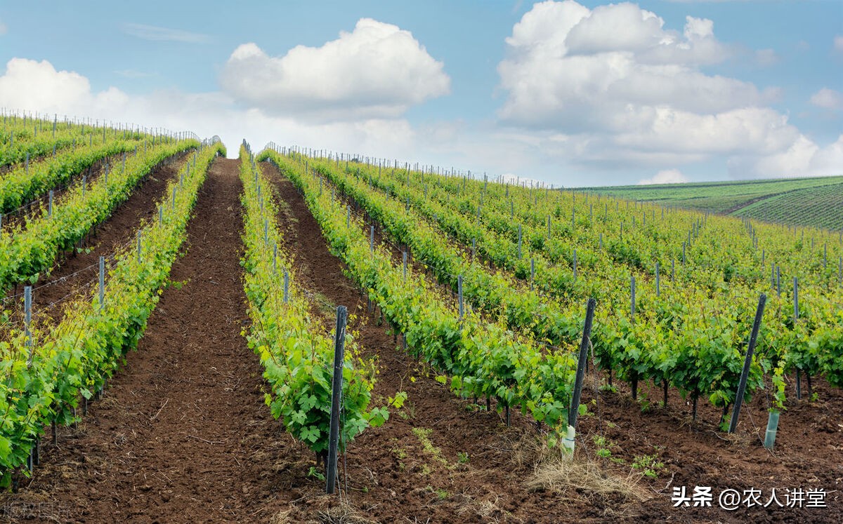 这个果实膨大配方你知道吗？最高增产可达60%