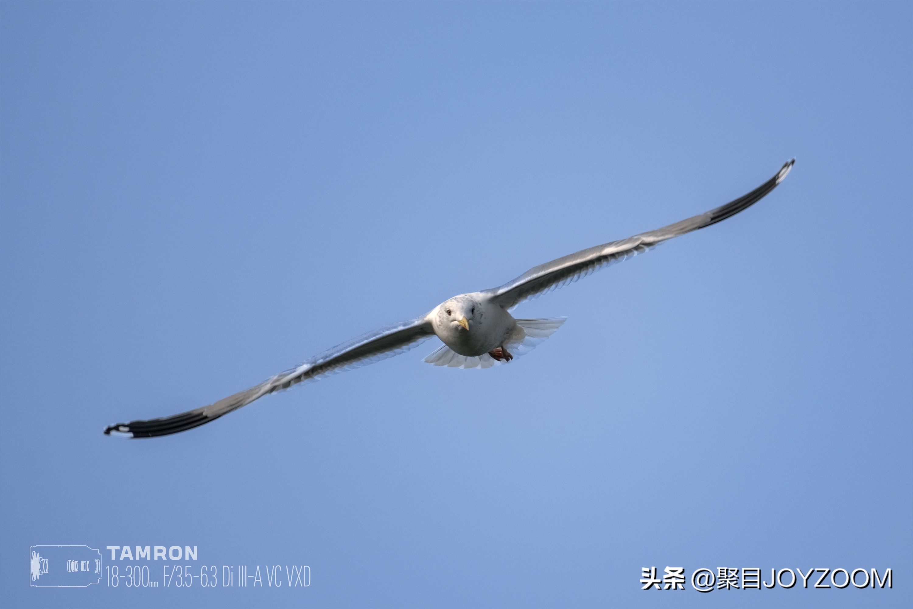 做道单选题：腾龙18-300mmf/3.5-6.3DiIII-AVCVXD镜头使用分享