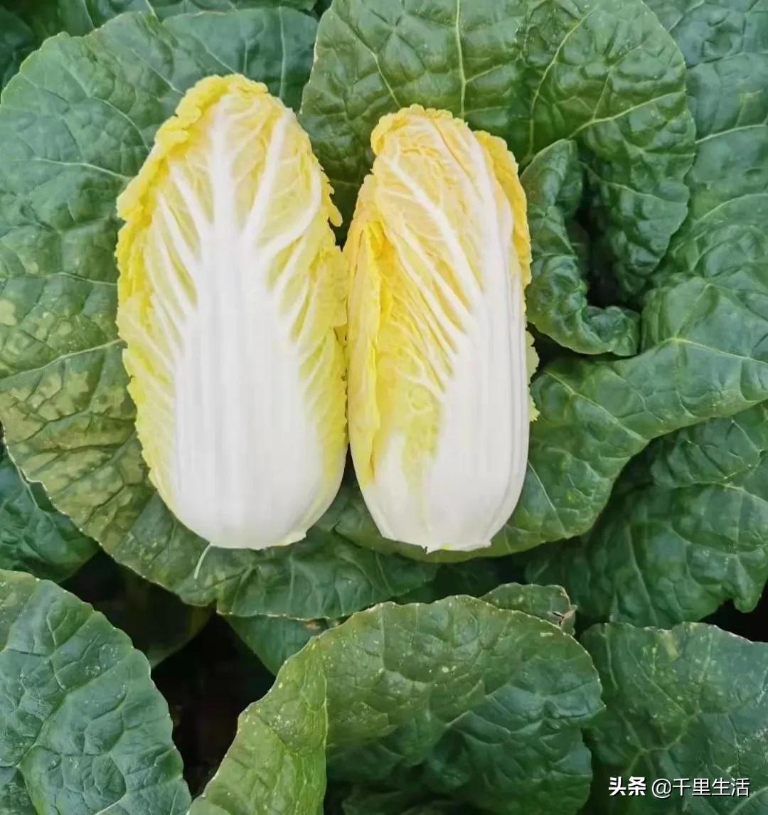 云南高山黄心白菜娃娃菜,云南哪里种娃娃菜