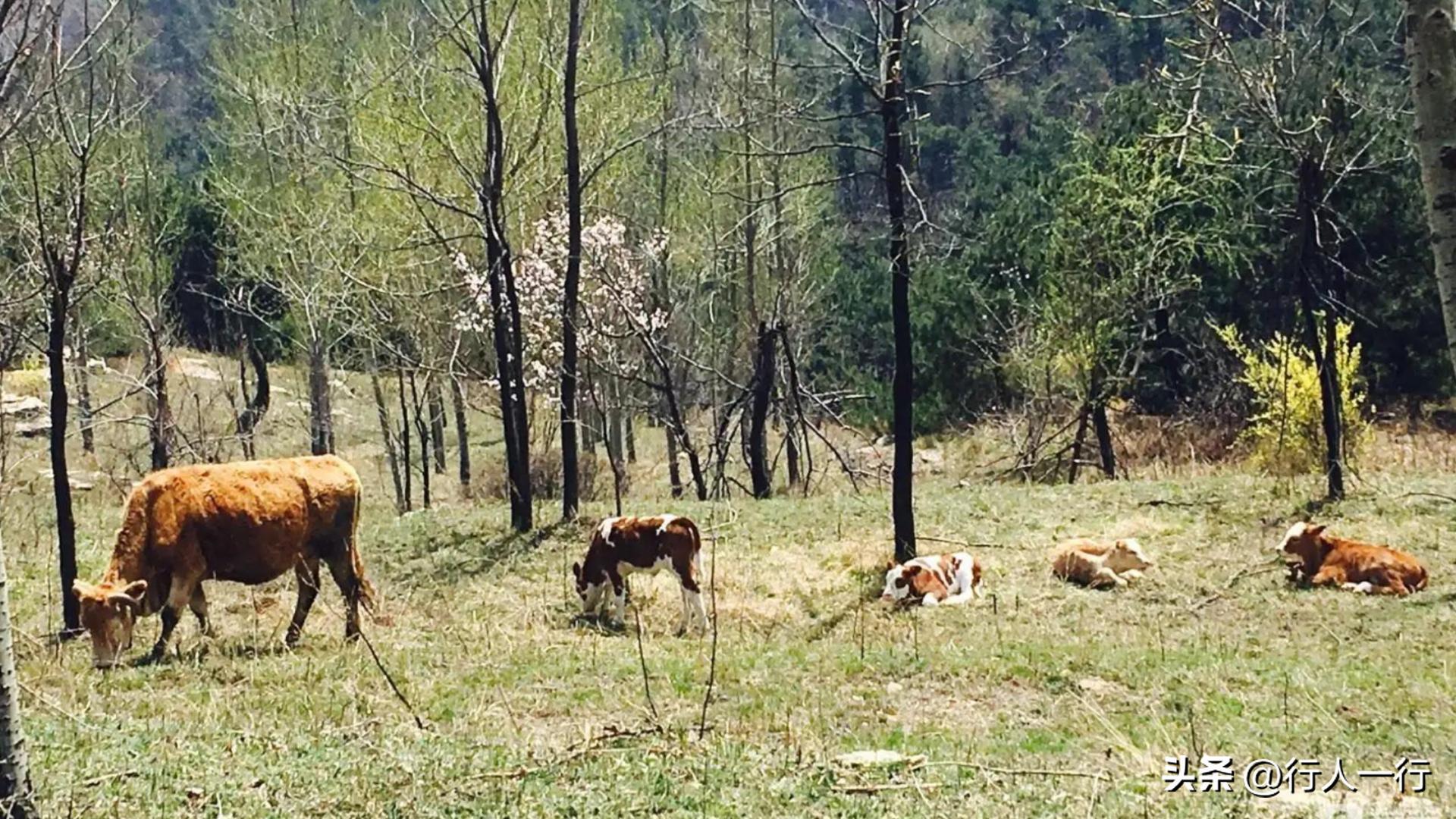 林州海拔最高的村子,林州海拔1200米的山村