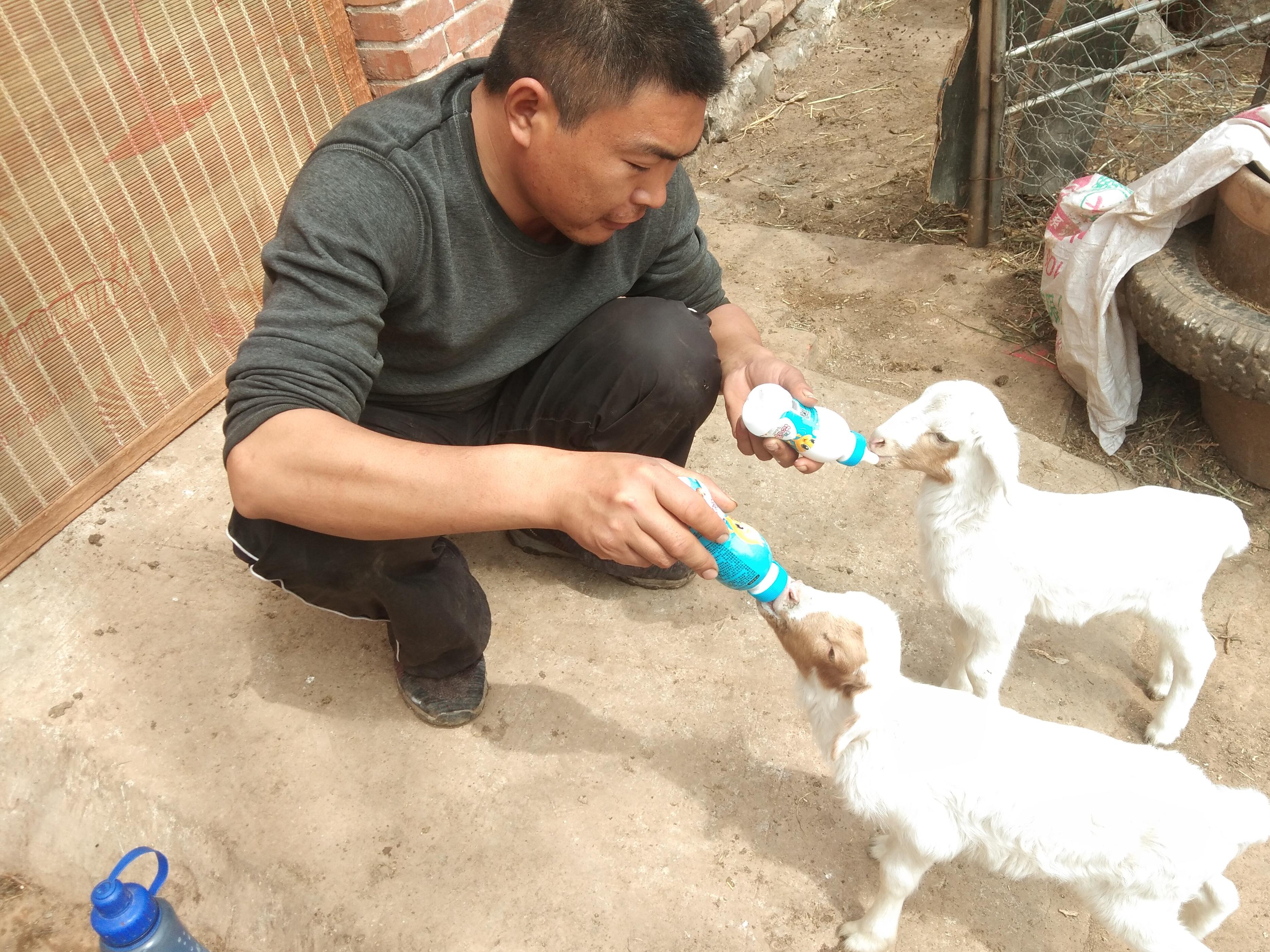 小羊羔一次喂多少毫升奶粉,初生小羊羔一天喂多少克奶粉