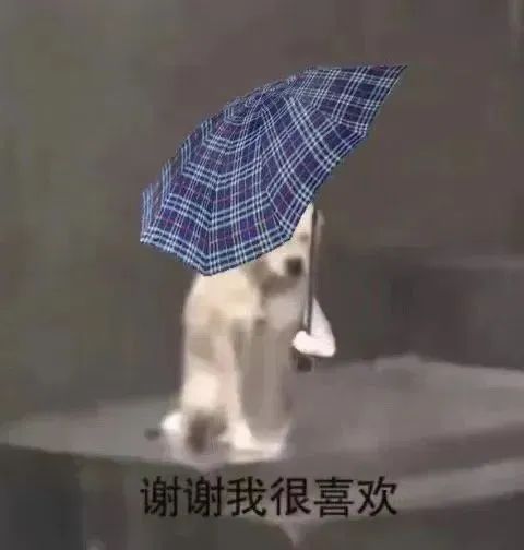 小狗给小狗撑伞表情包,小狗洗澡可爱超萌表情包