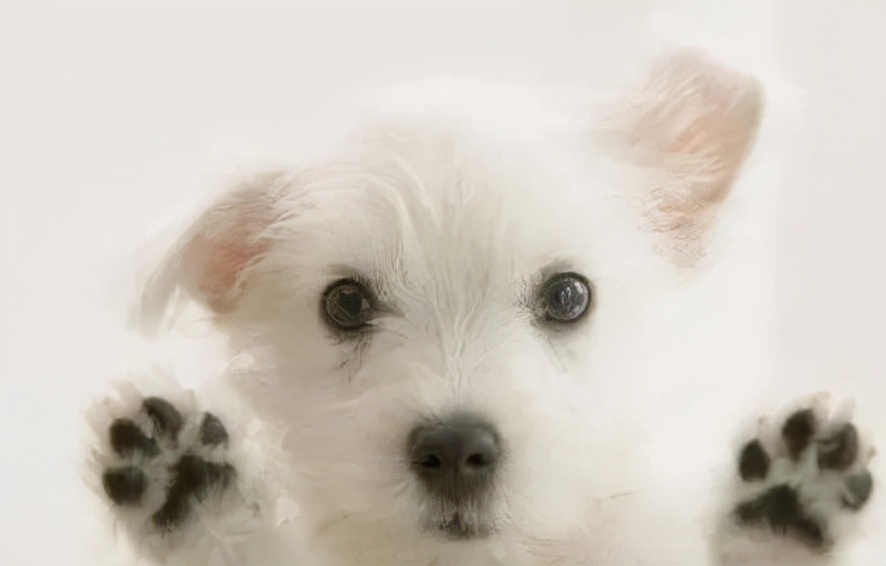 袖虎病狗攻略：犬趾间炎的二三事