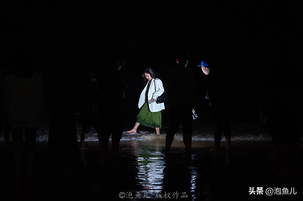 福建蓝眼泪奇观游玩攻略,福建蓝眼泪是哪个旅游景点