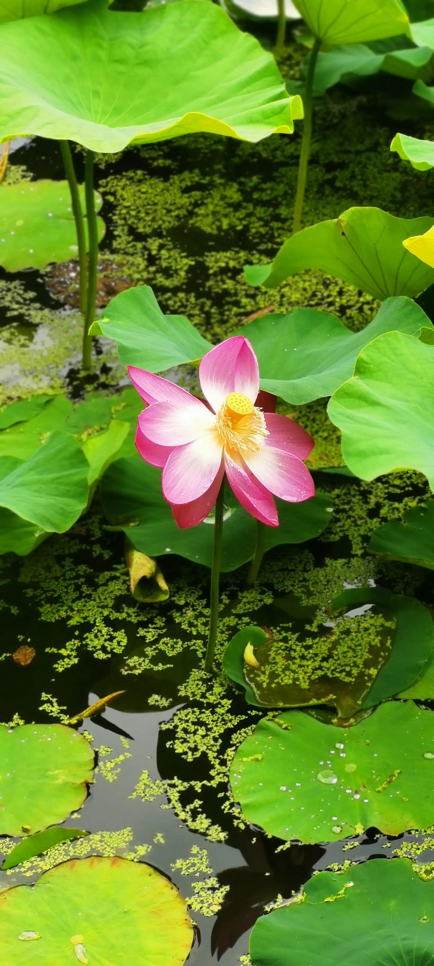 昆明翠湖，“荷”你有约