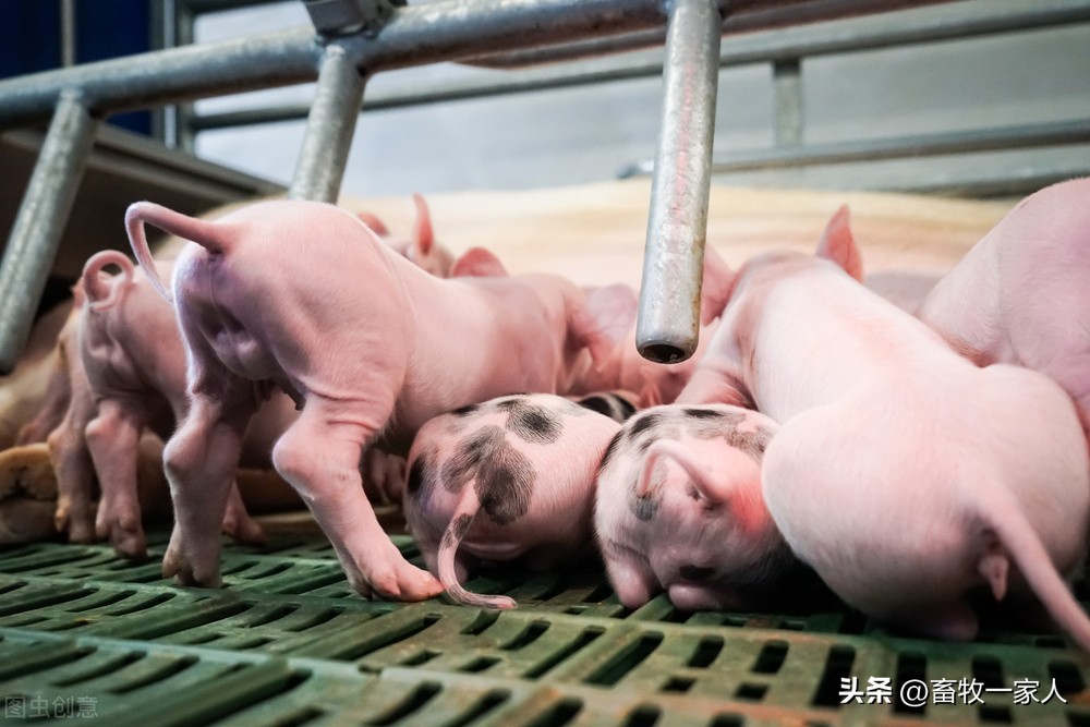 小母猪最后怎么处理,小母猪发猪情的表现