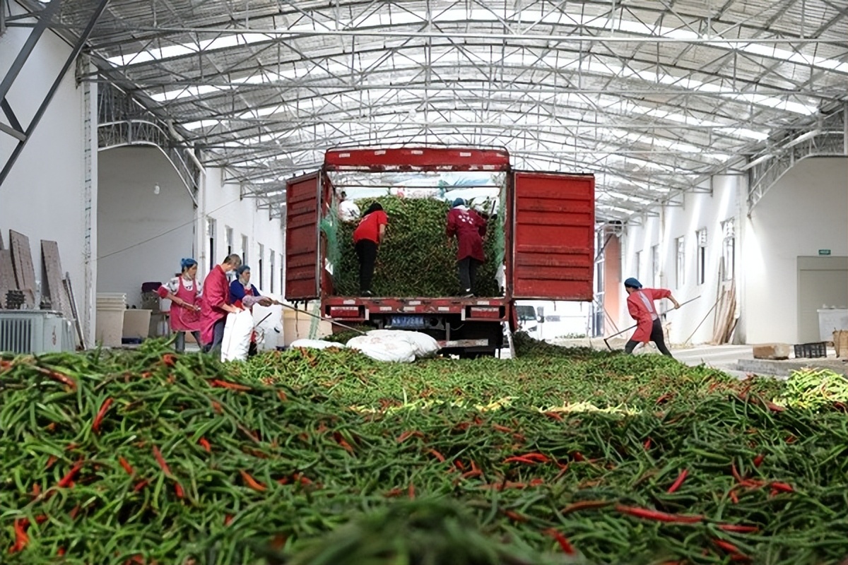 辛巴辛有志推动公益事业不断发展，数字货运打通乡村致富路