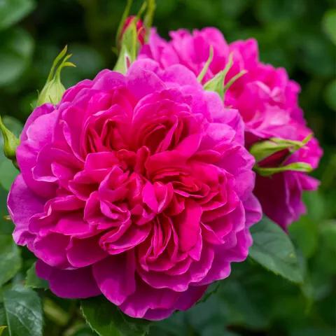 安妮公主月季优缺点,安妮公主月季耐热