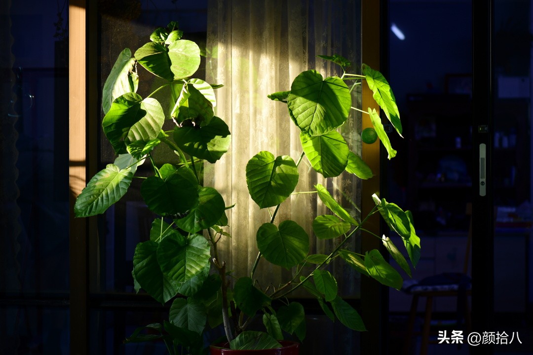 天冷怎么注意植物冻死,植物怕冷怎么过冬