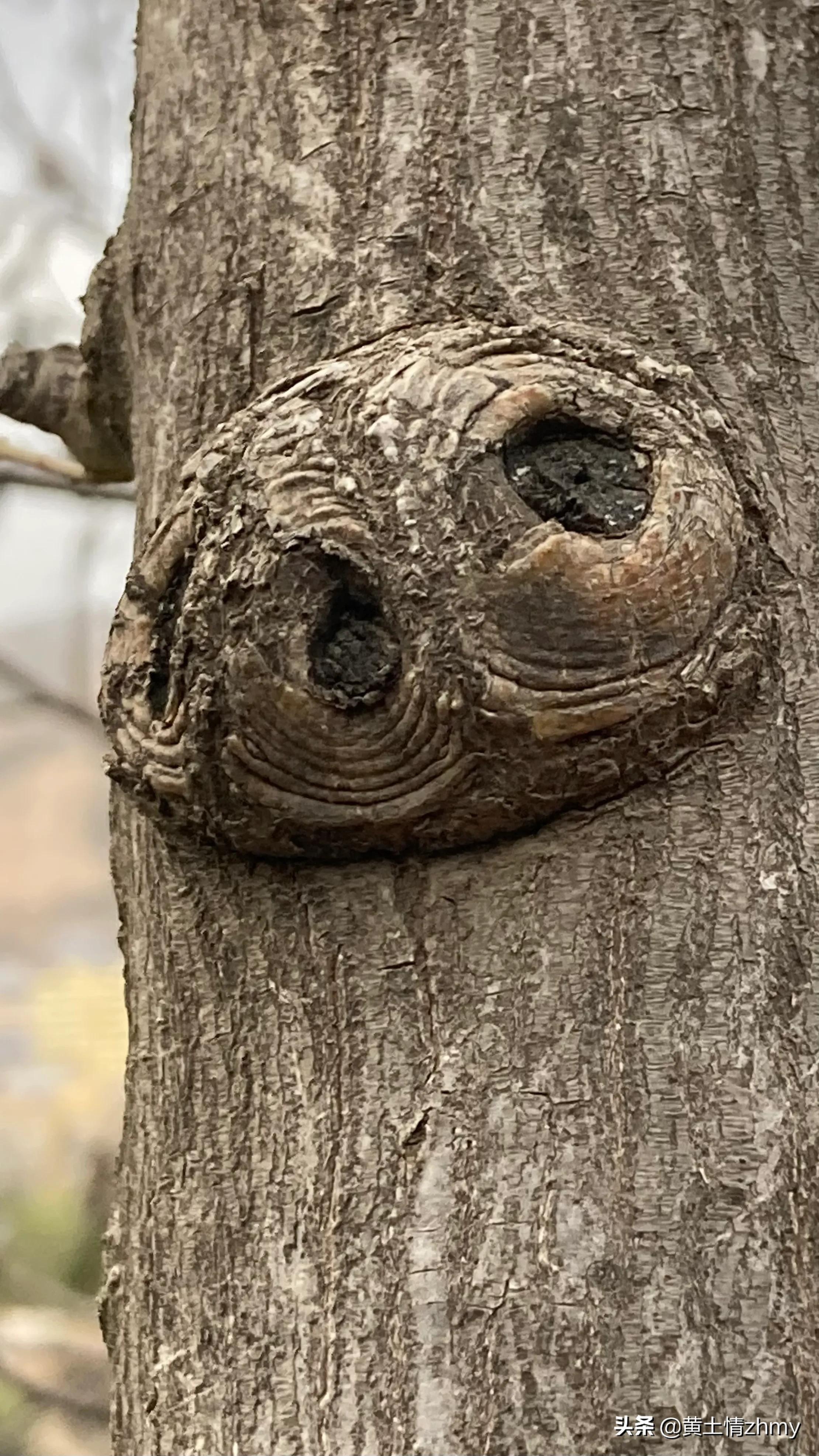 木头瘤疤,奇特的树干造型