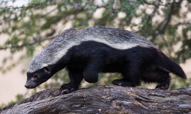 蜜獾平头哥它的天敌是谁,蜜獾平头哥最大的天敌