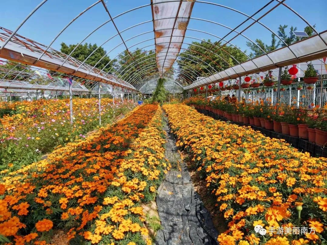 草莓园摘草莓怎么拍照,好玩的摘草莓胜地打卡